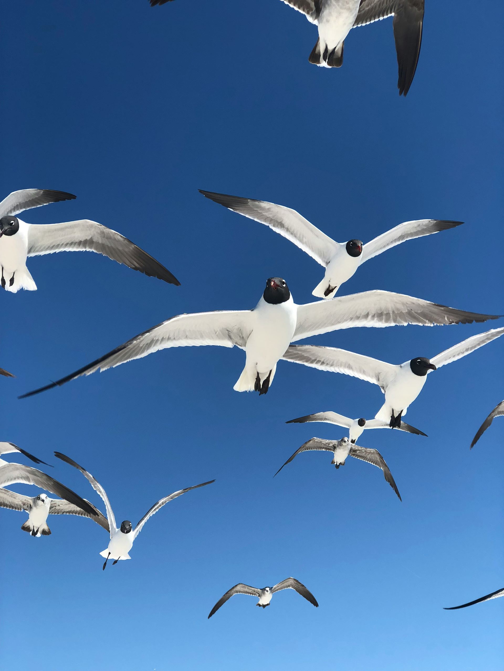 seagulls